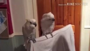 Танцующие попугаи