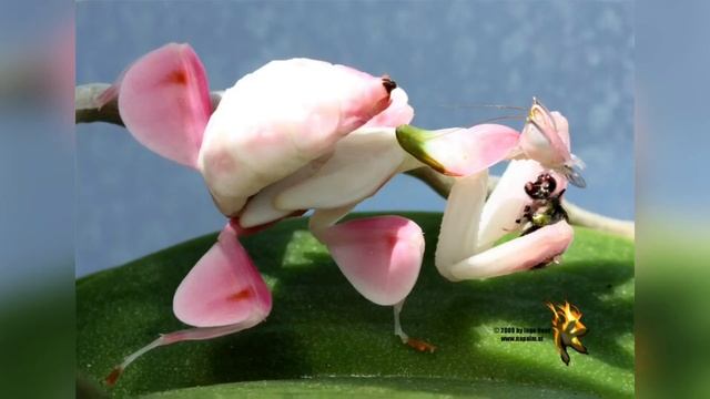 Орхидейный богомол смотреть онлайн