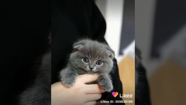 Самый красивый котёнок в мире смотреть онлайн