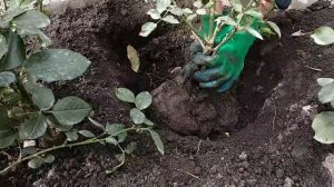 Розы. Пересадка розы осенью - лучший способ. Метод перевалки.