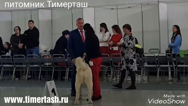 2 июня 2018 Выставка собак в Тюмени Тимерташ Тимерхан Могучий 3 место БЭСТ щенков смотреть онлайн