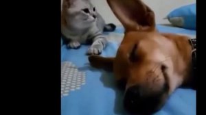 Как пукают животные - Ржака 2020!