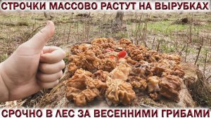 ?ГРИБЫ СТРОЧКИ МАССОВО РАСТУТ НА ВЫРУБКАХ В ПОДМОСКОВЬЕ?В ЛЕС НА МАЙСКИЕ ПРАЗДНИКИ ЗА ГРИБАМИ 2022