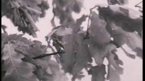 24. Андрей Тарковский—Андрей Рублев