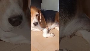 Один день из жизни бигля Сони #бигль #собака #бигли #бигли порода собак