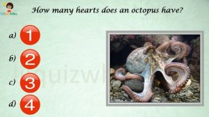 Underwater Kingdom Fun Quiz