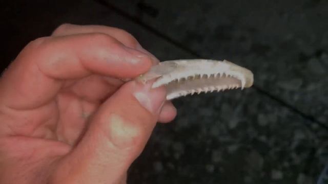 РЫБАЛКА НА САЗАНА НА КАЛАЧЕ-НА-ДОНУ смотреть онлайн