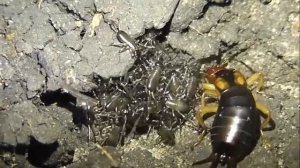 Мама уховёртка и её дети