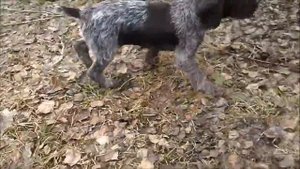Продается щенок дратхаара  часть 2
