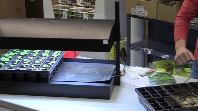 Starting Geranium Seeds Indoors - Growing Guide смотреть онлайн