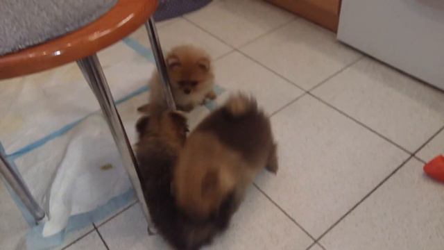 Мальчики и девочки шпицы 16.02. смотреть онлайн