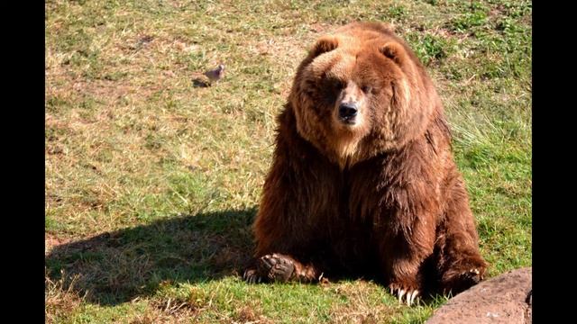 Медведь Кадьяк Vs Амурский тигр смотреть онлайн