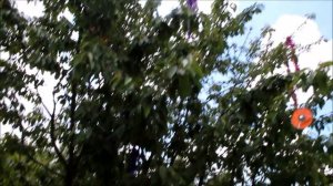 Как защитить ягоды от воробьев? Краснодар, Россия.