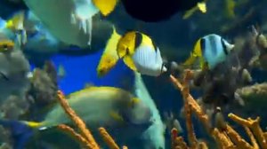 Рыбы в аквариуме 4K