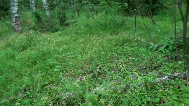 Много белых грибов. Грибы 12.07.2023. смотреть онлайн