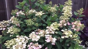 Hydrangea Paniculata "Little Quick Fire" - In Blooms - July 7
