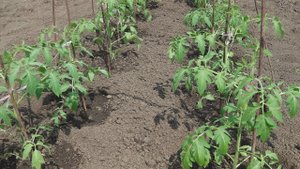 ЧТО КЛАСТЬ В ЛУНКУ ПРИ ВЫСАДКЕ ТОМАТОВ . 15 МАЯ  СИБИРЬ ВЫСАЖИВАЮ ТОМАТЫ  В ОТКРЫТЫЙ    ГРУНТ .