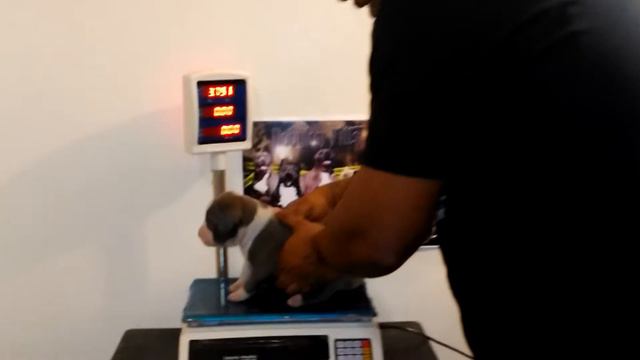 Bobylon Pitts Kennels смотреть онлайн