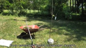 Посадка яблони весной в Подмосковье