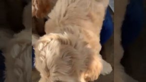 GoldenDoodle Puppies For Sale Online Near Me -  WhatsApp +966 57 120 5890