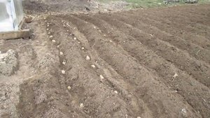 Уводит мотоблок в сторону//Посадка картофеля в гребни//деревенская жизнь