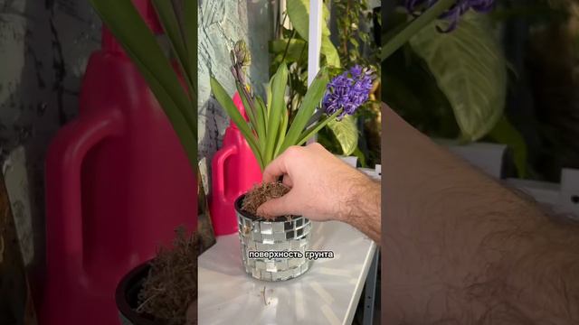 Как сохранить гиацинт #весна смотреть онлайн