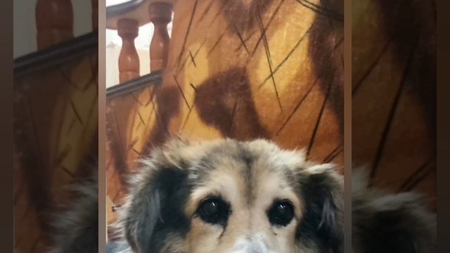 собака прожила 19лет собака