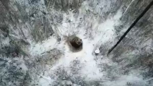 На Урале медведь пришел в город