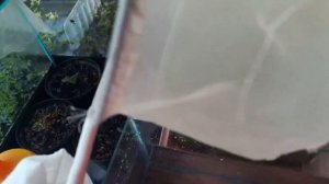 Отлавливаем артемию. Кормим малька данио