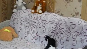 Кот и лазерная указка из Фикс прайс