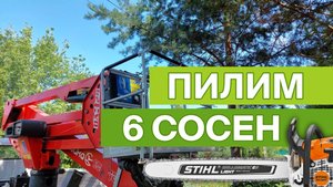 Пилим 6 сосен