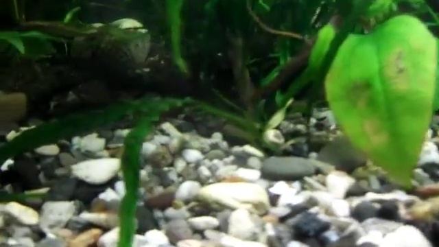 Мой домашний аквариум 100х35х50см. 175л. Эволюция. смотреть онлайн