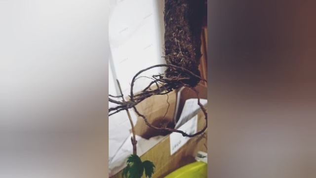 Что в корсетах у растений от 