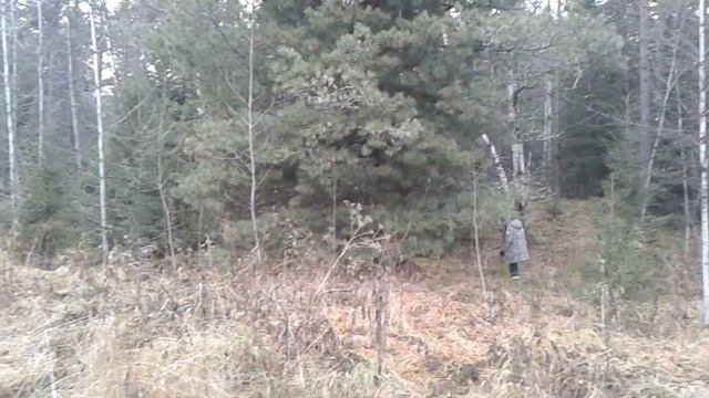 Сибирь, Тайга, поход за кедровой шишкой.