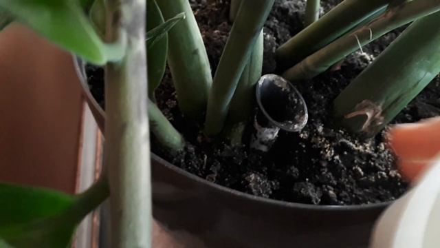 Замиокулькас и... АВТОполив! Что делать, если засорился автополив