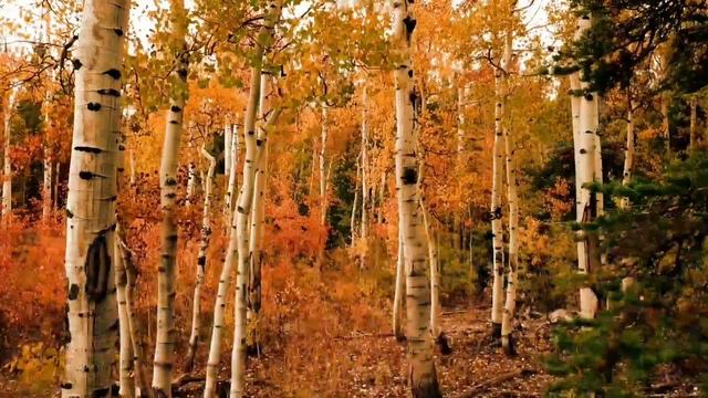 мечта отдохнуть///уснуть под звуки природы.пения птиц...осень смотреть онлайн