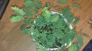 мимоза стыдливая