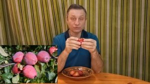 Сорт яблони Кандиль багряный