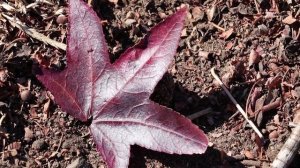 Liquidambar styraciflua