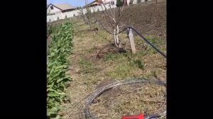 Горизонтальные отводки Фундука. Пошаговый обзор. Фундук Трапезунд