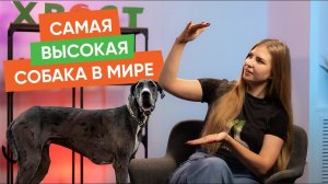 Кошка, которая ворует вещи и другие новости “Хвост Ньюс” #123