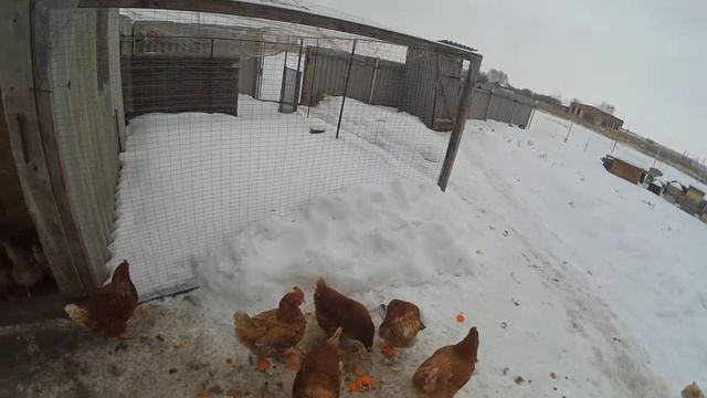 Бюджетный курятник. Обзор зимой. смотреть онлайн
