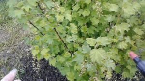 Выращивание чёрной смородины. #смородина #сборягод #выращивание #currant #berry #growing