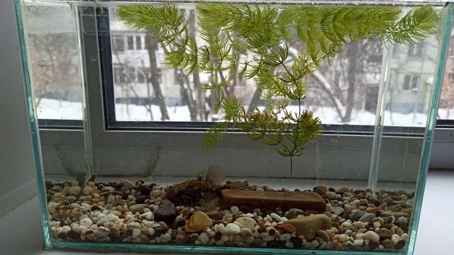 Ротан прожил 8 месяцев в аквариуме на 10 л. Что с ним случилось? смотреть онлайн