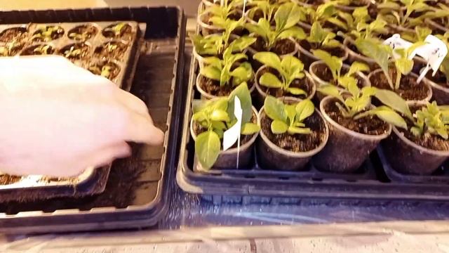 Обзор вегетативных растений !!! смотреть онлайн