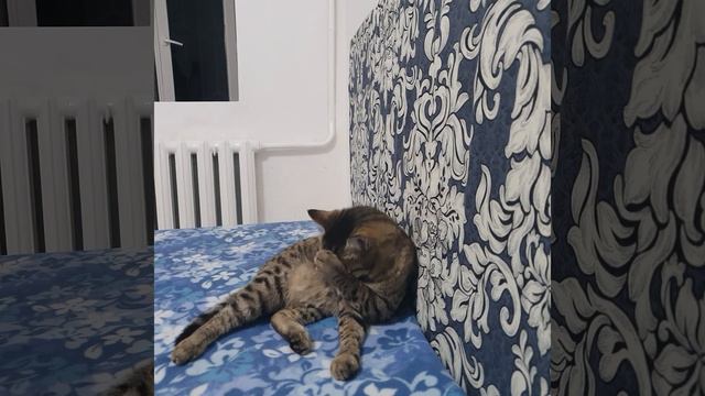 Как умываются коты😺 смотреть онлайн