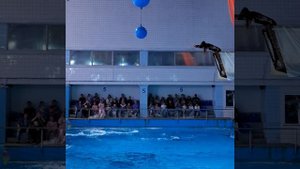 Прыжок дельфина.mp4