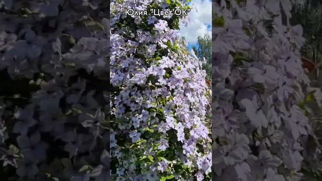 Вы когда-нибудь видели СТЕНУ из цветов? ￼ смотреть онлайн