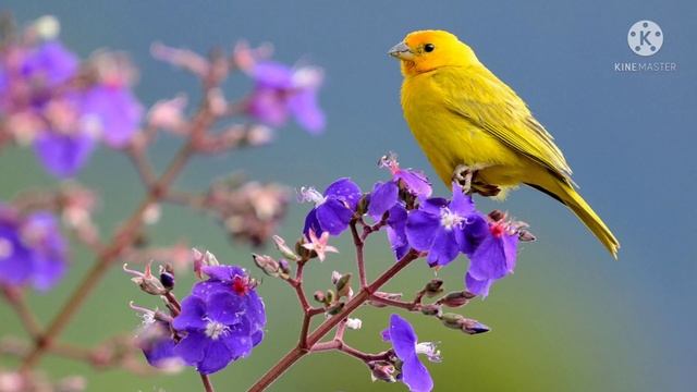 #birds beautiful pictures/beautiful birds//birds photos gallery//?????? смотреть онлайн
