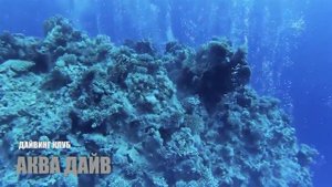 Дайвинг сафари на Юг Красного моря с Аква Дайв клубом. Дайвинг в Египте